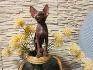 Sphynx Mädchen Peanut sucht noch ein liebevolles Zuhause - Hambühren