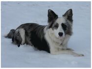 Deckrüde Border Collie - Maßbach