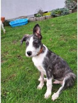 Jeppe - wartet in 91358 Kunreuth - Oberwies