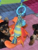 Süße Yorkshire Welpen suchen ein liebevolles Zuhause in 90449