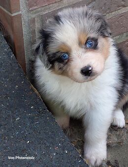 Australian Shepherd Welpen - Reher