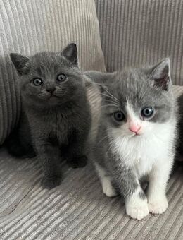 Britische kurzhaar Kitten - 2 Katerkitten - Ansbach Zentrum