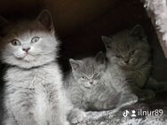 Süße BKH Kitten Reinrassige - Rahden