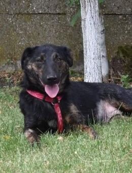 Lucie, Welpenhündin sucht Zuhause - Unterföhring