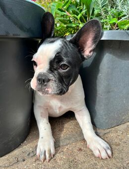 1 Französische Bulldogge Welpe - Weimar