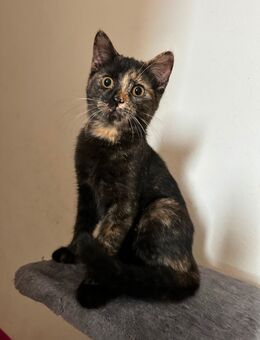 Babykatzen in guten Händen abzugeben - Würzburg
