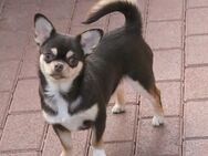 Bildschönes Chihuahua Mädchen,10 Monate! - Rheinfelden (Baden)