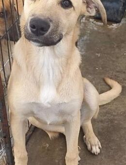 LORI hatte noch nie eine Anfrage :( - Weilheim (Oberbayern)