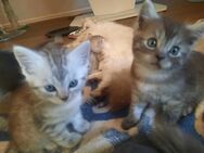 Süße Kätzchen suchen ein neues Zuhause - Magdeburg