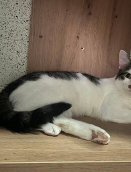 Zwei kater suchen für immer zuhause - Gelsenkirchen