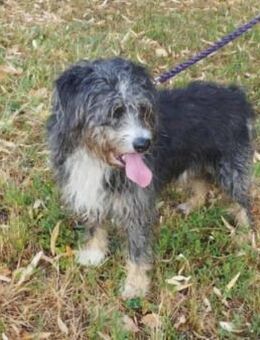 Aladar sucht seine Menschen - Nordwalde