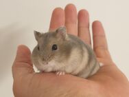 🐹 Hamster Babys - Hamburg
