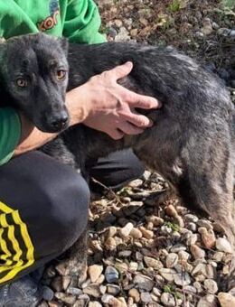 Felicita sucht ein Zuhause - Egestorf