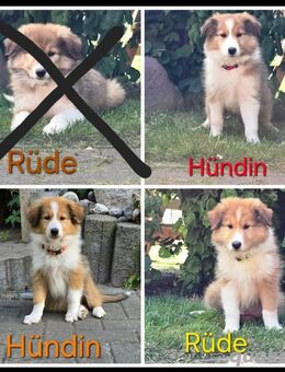 3 kleine Collies suchen Traum zu Hause - Mülverstedt