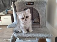 BHK Kitten, Britisch Kurzhaar Kätzchen - Thierhaupten