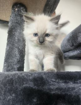 Ragdoll Kitten - Hannover Misburg-Anderten