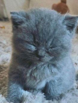 Bkh kitten - Bonn