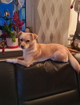 6 jährige Mischlingshündin abzugeben mit Schutzvertrag - Frankfurt (Main) Sindlingen