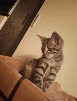 Kitten in allerbeste Hände - Ebersbach-Neugersdorf Neugersdorf
