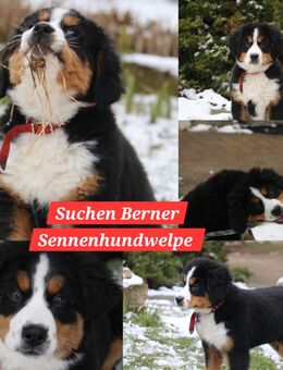 Suche Berner Sennenhund-Welpe - Mertendorf (Sachsen-Anhalt)