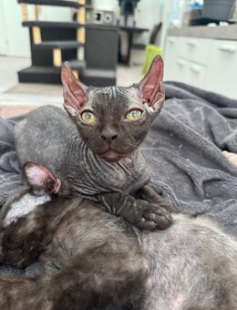 Ein Katerchen Elfensphynx suchen ab sofort ein liebevolles Zuhause ❤️ - Molbergen