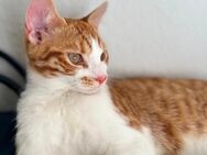 Junger Kater orange - Schleswig