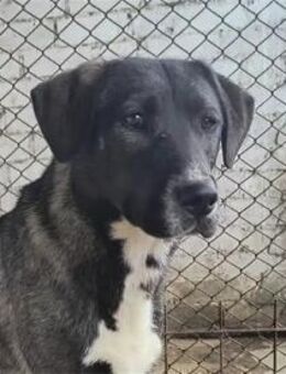 Danika - Pflegest. oder Zuhause gesucht - Oberwies