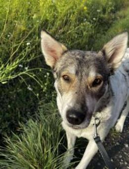 FENJA möchte endlich ankommen - Weiterstadt