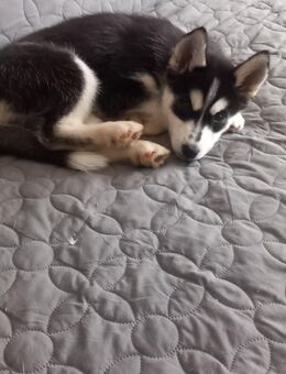 Husky weiblich - Lörrach