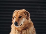 Yeti❤️sucht Menschen mit Herz - Rott (Inn)