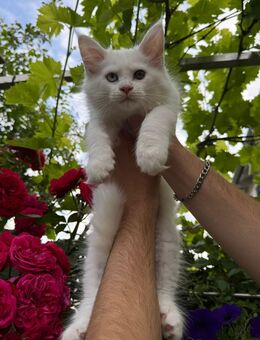 Reinrassige Meine Coon Kitten sucht ein herzliches und fürsorgliches Zuhause!!! - Babenhausen (Hessen)