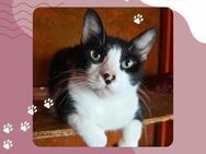 Katze Lilly sucht ihre lieben Menschen - Lalendorf