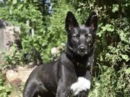 Wunderschöne Azula sucht aktive Menschen - München
