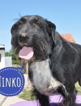 Tinko eine Knutschkugel - Mannheim