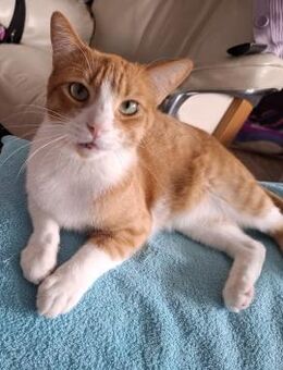 *reserviert* aktiver Benny (ALO) - Geisenheim