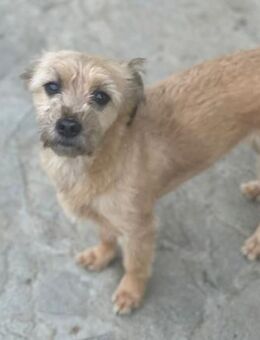 kleine TOVA sucht ein Zuhause - Alfdorf