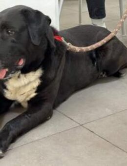 Bounty, Zuhause gesucht - Lich