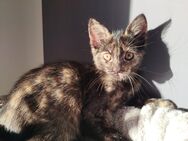 Maine Coon Mix Kitten - Koblenz