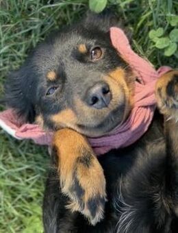 Annie - Liebenswerte Junghündin - Berlin