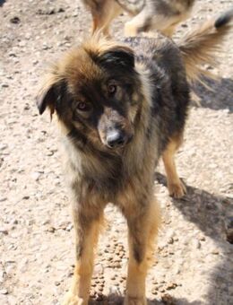 Simba sucht geduldige Menschen - Celle