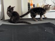 Maine coon XXL dürfen ausziehen - Essen