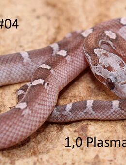 Kornnatter Jungtiere NZ 2025 Bloodred + Lavender - Lüneburg