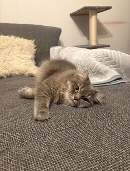 Wunderschöne 11 Monate alte Katze (Perser x BKH) sucht liebevolles Zuhause 🐾 - Frankfurt (Main) Griesheim