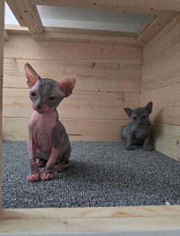 💖 Zwei Sphynx-Mädchen suchen ein liebevolles Zuhause 💖 - Starkenberg