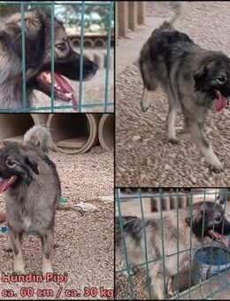 Pipi HSH Mischlingshündin sucht Zuhause - Margetshöchheim