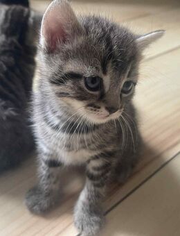 BKH / EKH Mischlingskätzchen - Handaufzucht - Kitten - Stubenrein - Stuttgart