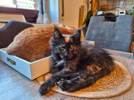 MaineCoon Kitten - Osnabrück