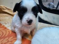 Zuckersüße Papillon-Chihuahua Welpen suchen Ihr zu Hause ! - Wehr (Rheinland-Pfalz)