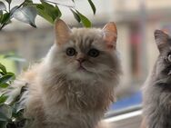 süße Katze abzugeben - Gelsenkirchen