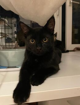 unsere Ts - Theo (m), Tilda (w) und Toni (w) - Kleve (Nordrhein-Westfalen)